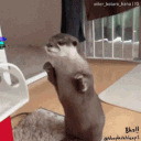 L'Empire Des Loutres 🦦 logo