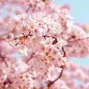 ☽ FleurDeCerisier ☾ banner