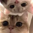 🪐🫧 Cop's 🫧🪐 banner