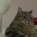 Chat piteau des gens cool banner