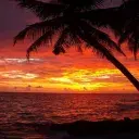 🌴𝒜𝑀𝒩𝐸𝒮𝐼𝒬𝒰𝐸🌴 banner