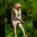 King Monkey logo