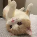 Cat Lounge 🍹| Ask To DM・Social・YouTube・Hangout・Cozy・Dating・Emojis・Gaming・Voice・Grow A Garden banner